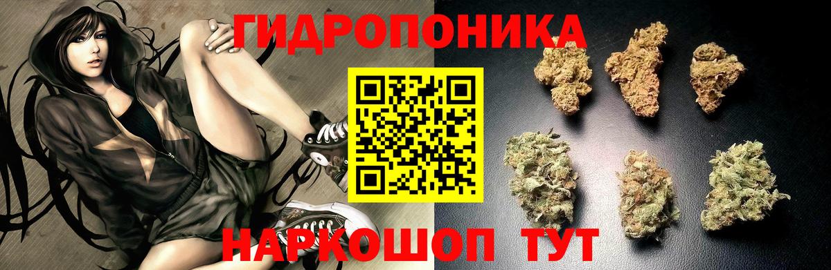 Конопля OG Kush Заволжье